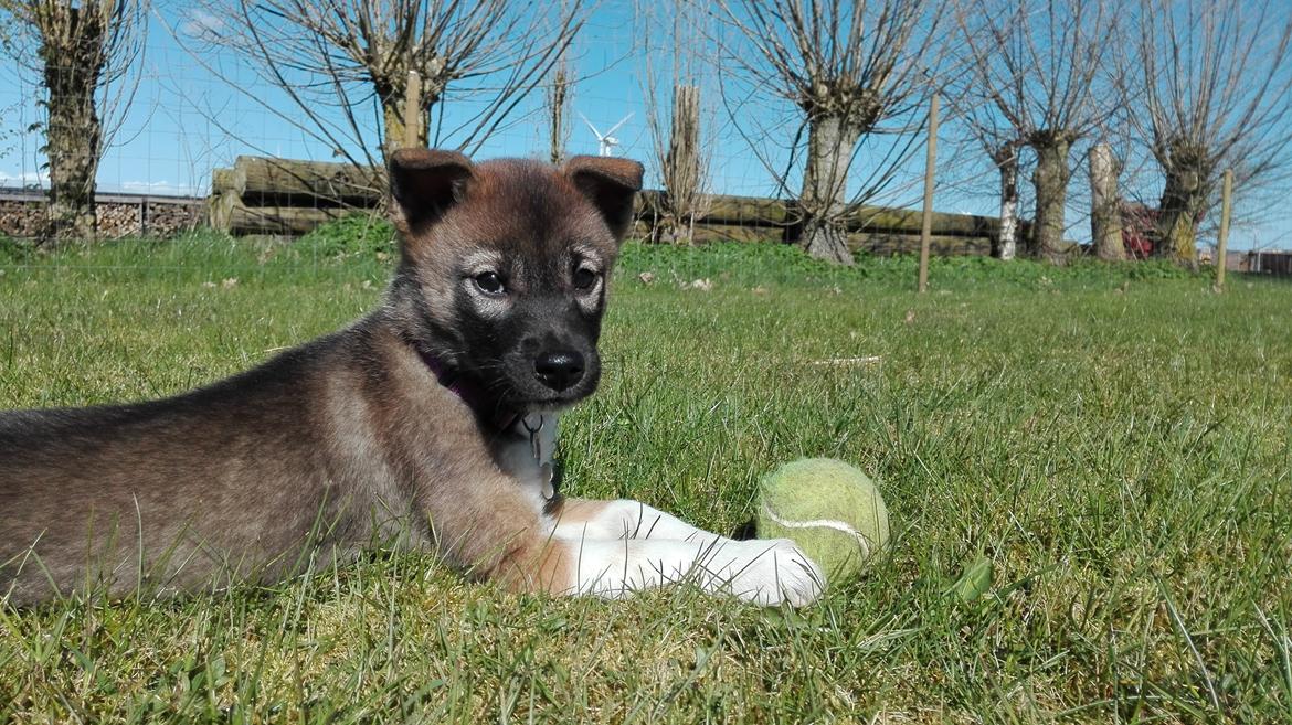 Kishu Hakuzan Ryousou Miyako billede 9