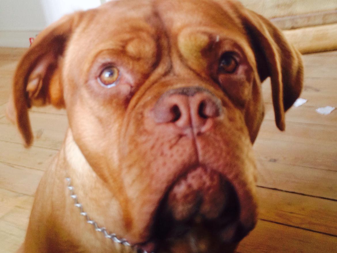 Dogue de bordeaux Sallie  billede 14