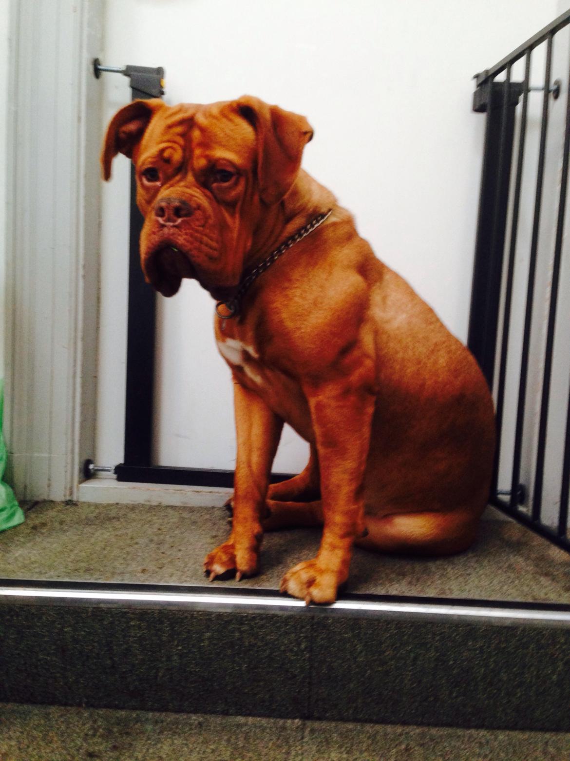 Dogue de bordeaux Sallie  billede 13