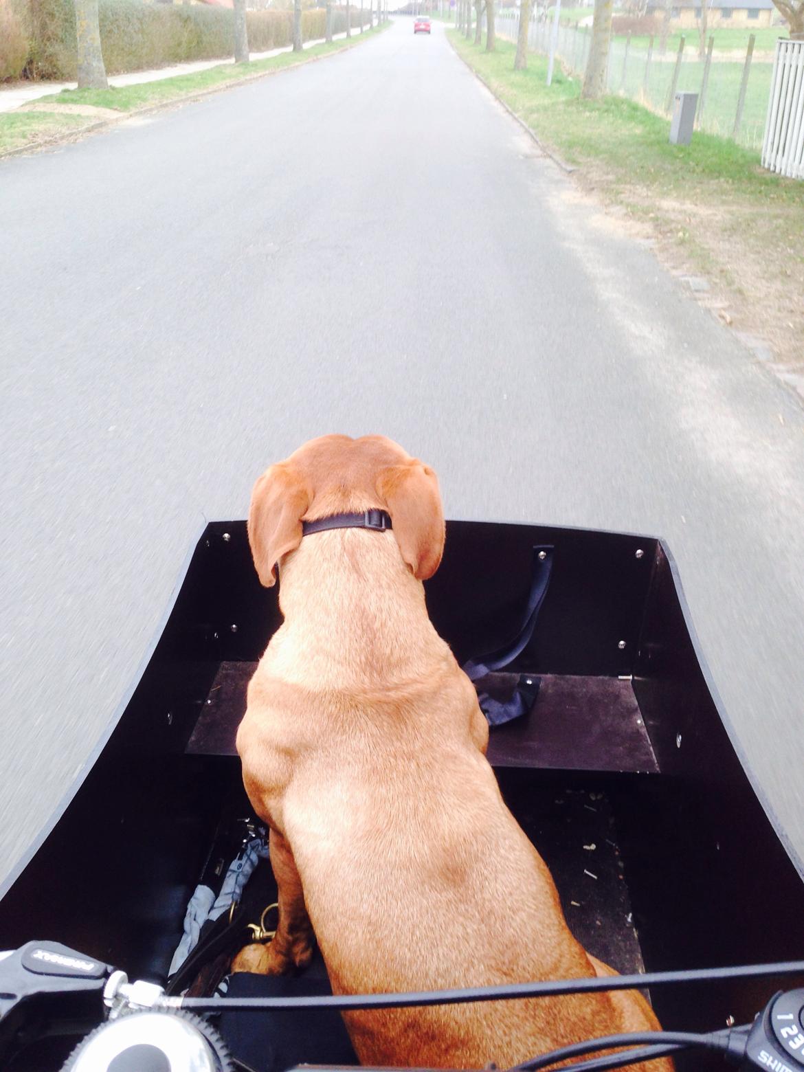 Dogue de bordeaux Sallie  billede 15