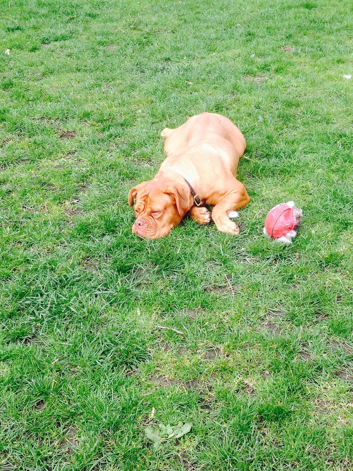 Dogue de bordeaux Sallie  billede 17