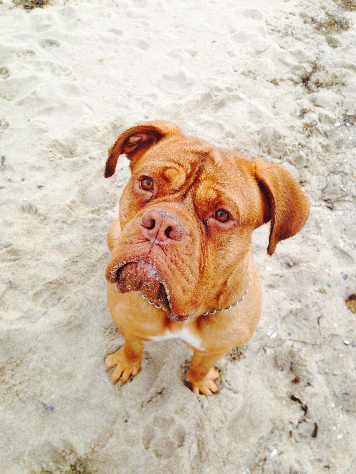 Dogue de bordeaux Sallie  billede 16