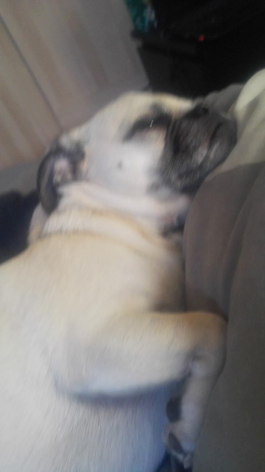 Blanding af racer Mogens billede 9