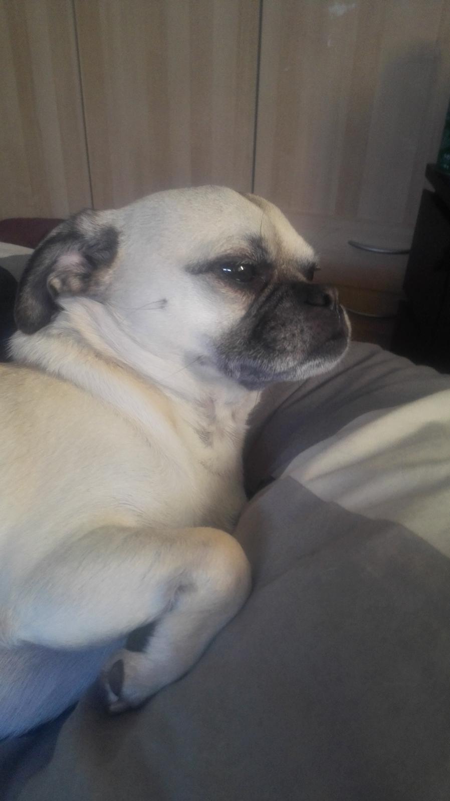 Blanding af racer Mogens billede 12