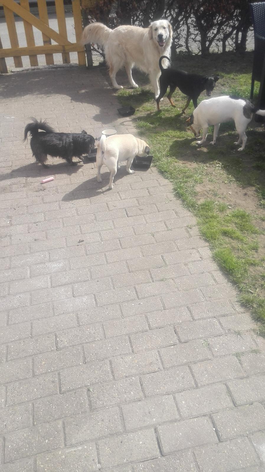 Blanding af racer Mogens billede 13