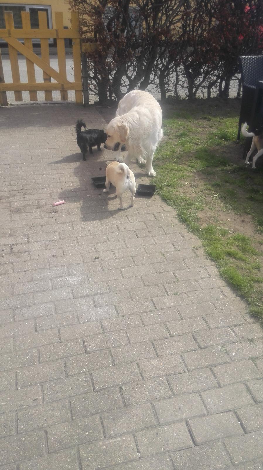 Blanding af racer Mogens billede 14