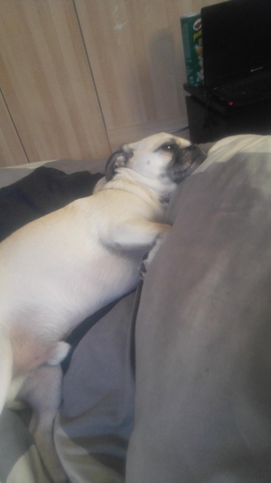 Blanding af racer Mogens billede 10