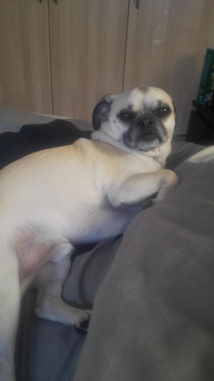 Blanding af racer Mogens billede 11