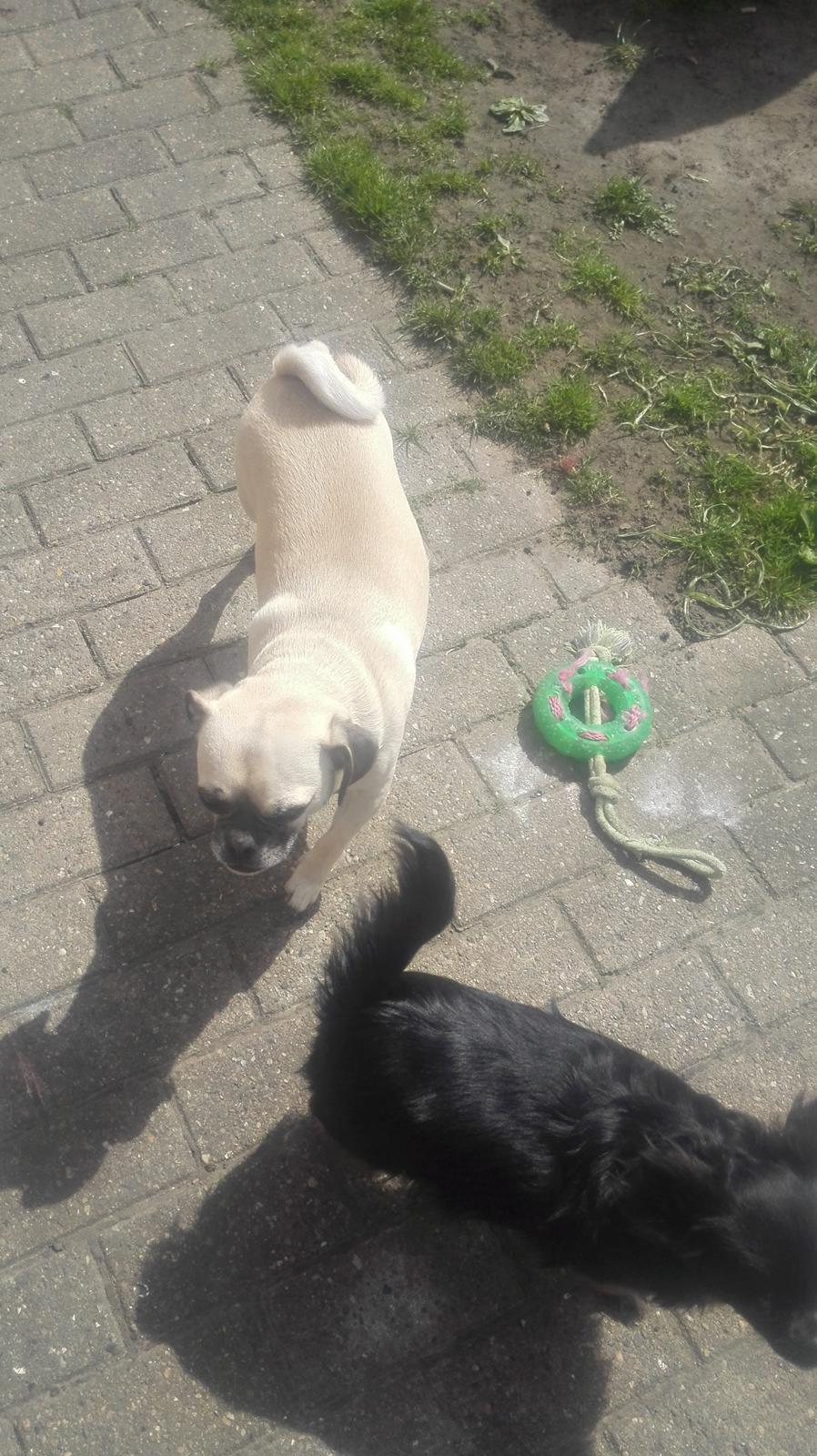 Blanding af racer Mogens billede 17