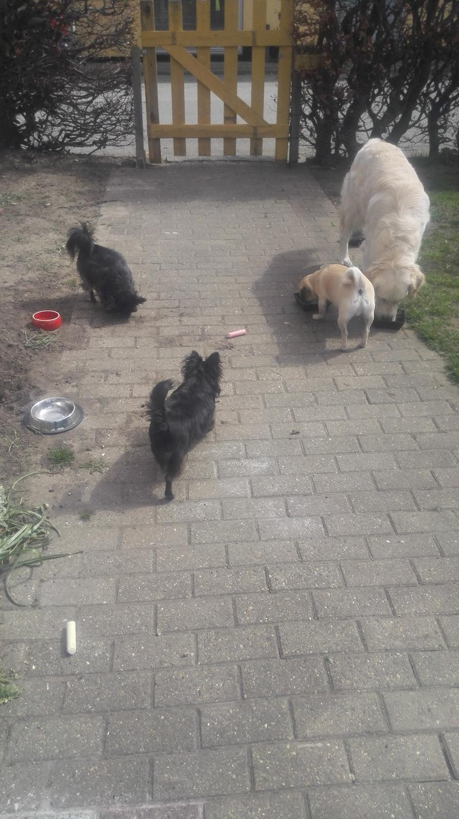 Blanding af racer Mogens billede 15