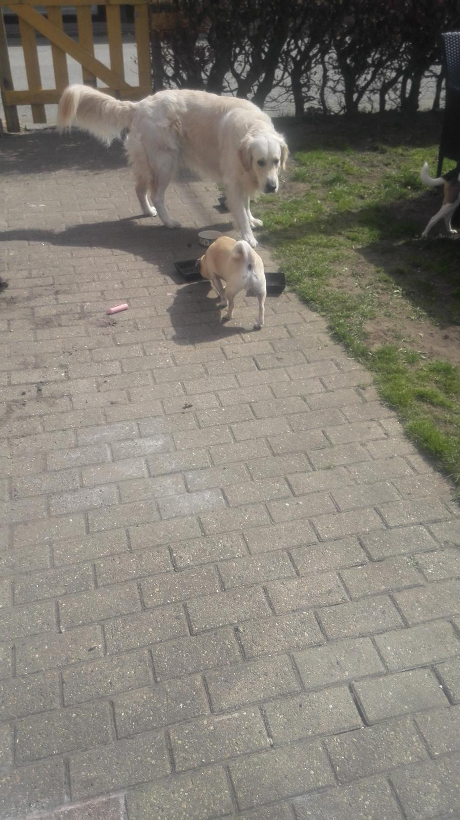 Blanding af racer Mogens billede 16