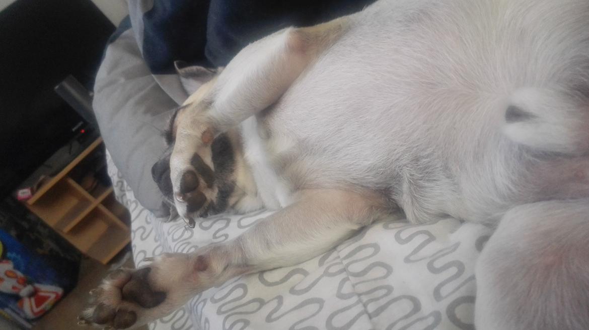 Blanding af racer Mogens billede 25