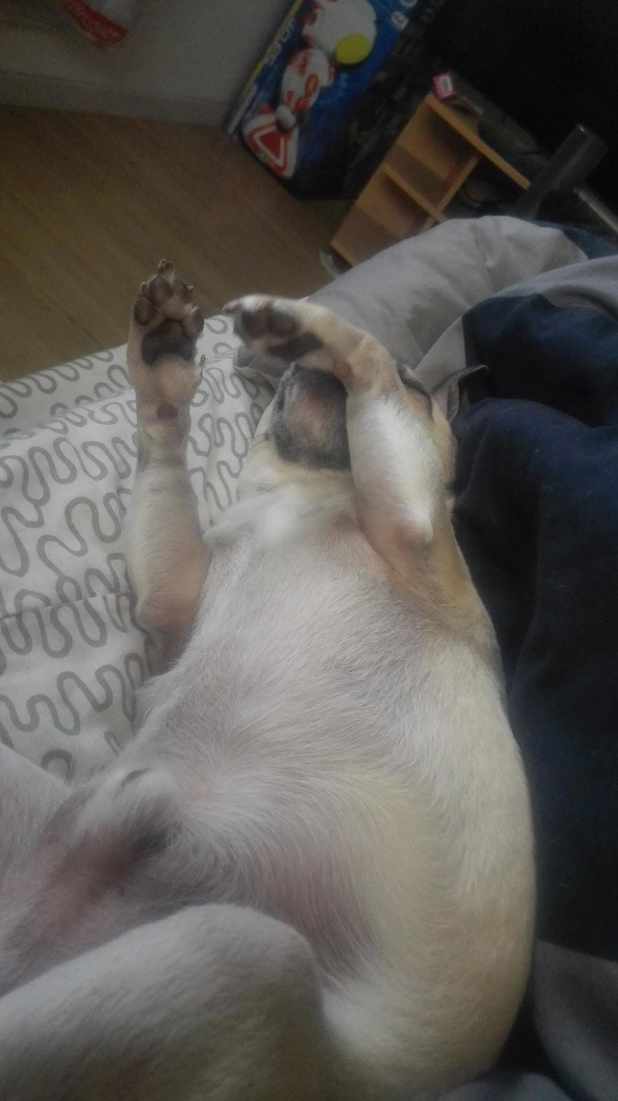 Blanding af racer Mogens billede 26