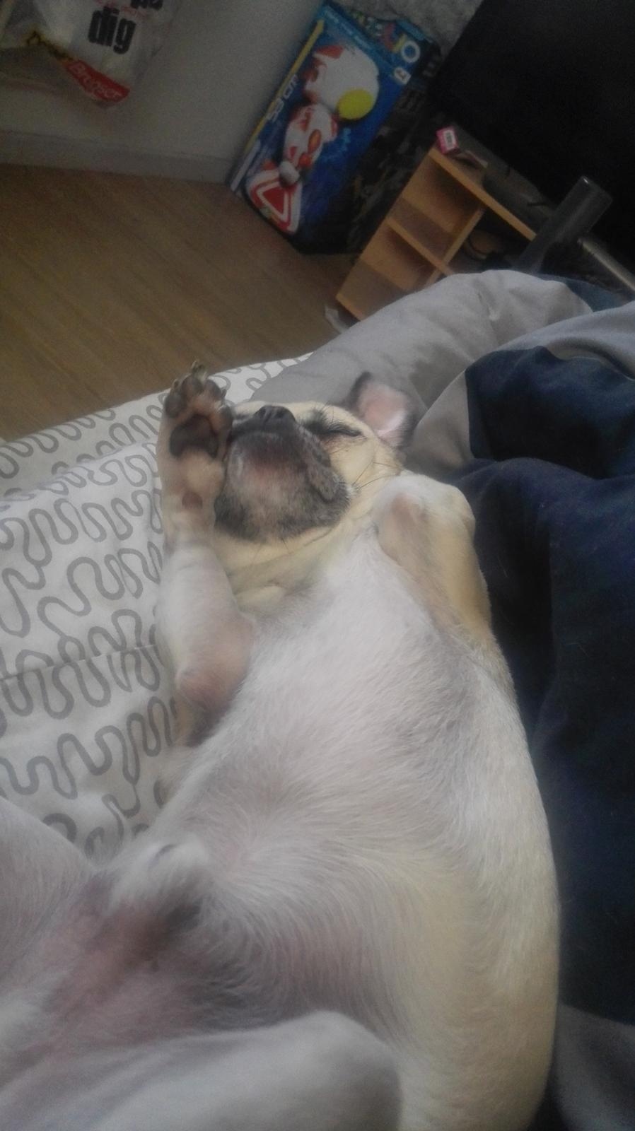 Blanding af racer Mogens billede 27