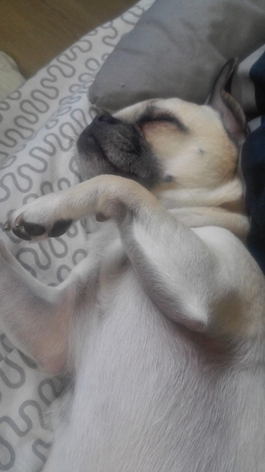 Blanding af racer Mogens billede 24