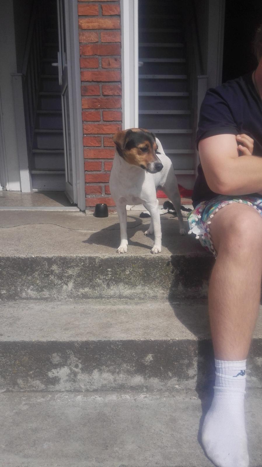 Dansk svensk gaardhund Coco billede 11