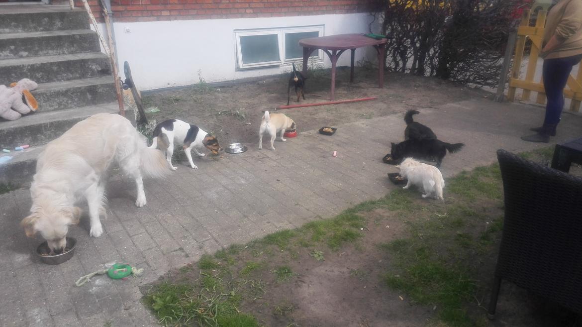 Dansk svensk gaardhund Coco billede 14