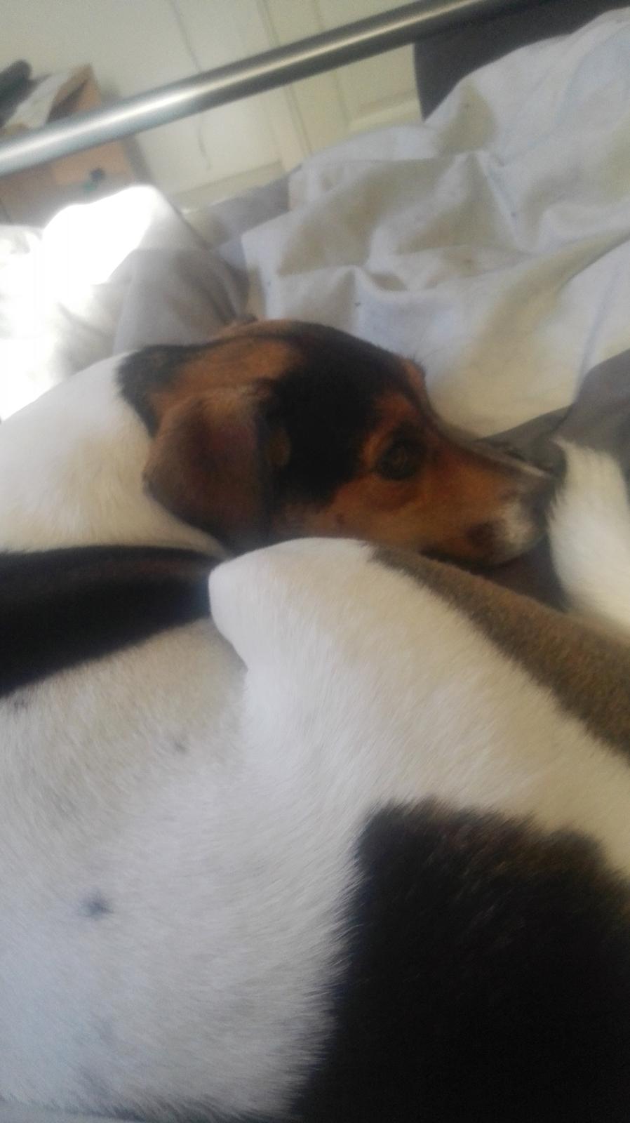 Dansk svensk gaardhund Coco billede 10