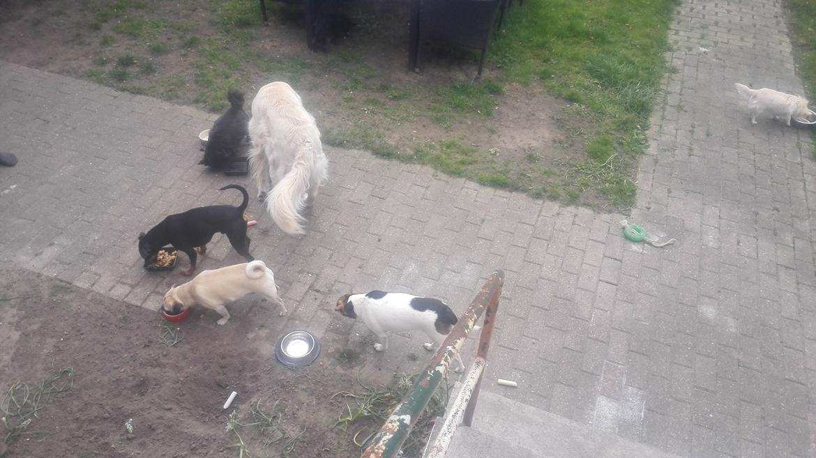 Dansk svensk gaardhund Coco billede 13