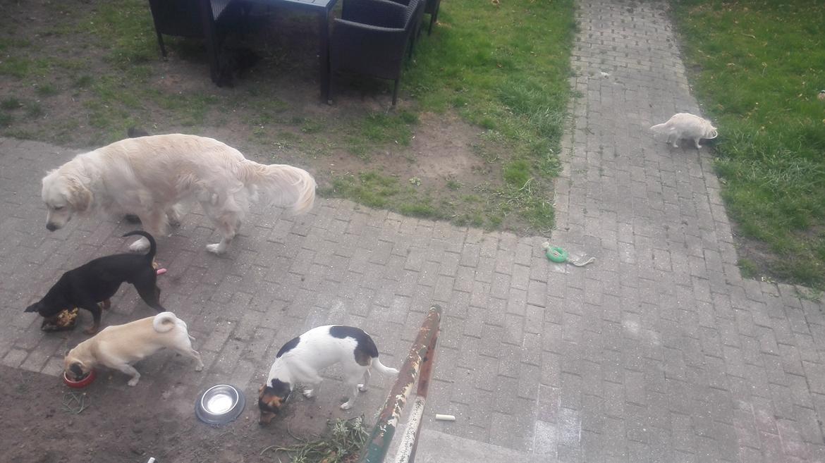 Dansk svensk gaardhund Coco billede 12