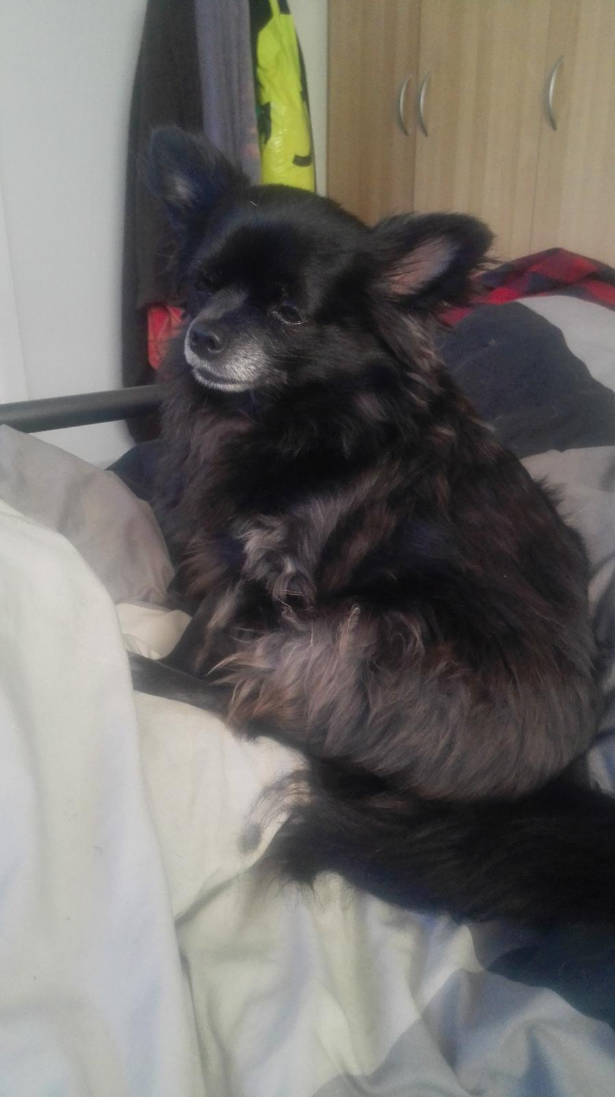 Chihuahua Gustav billede 9