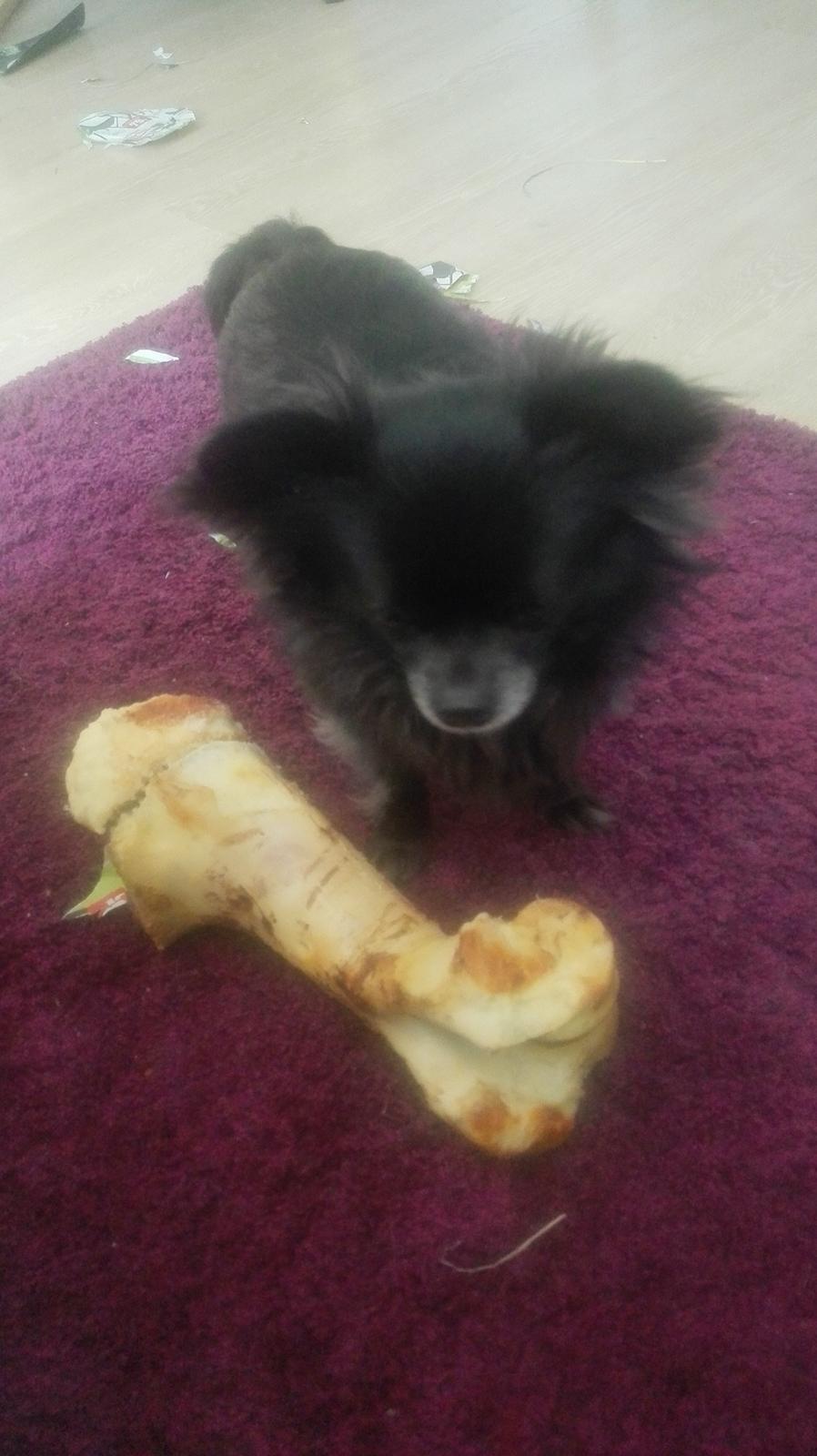 Chihuahua Gustav billede 4