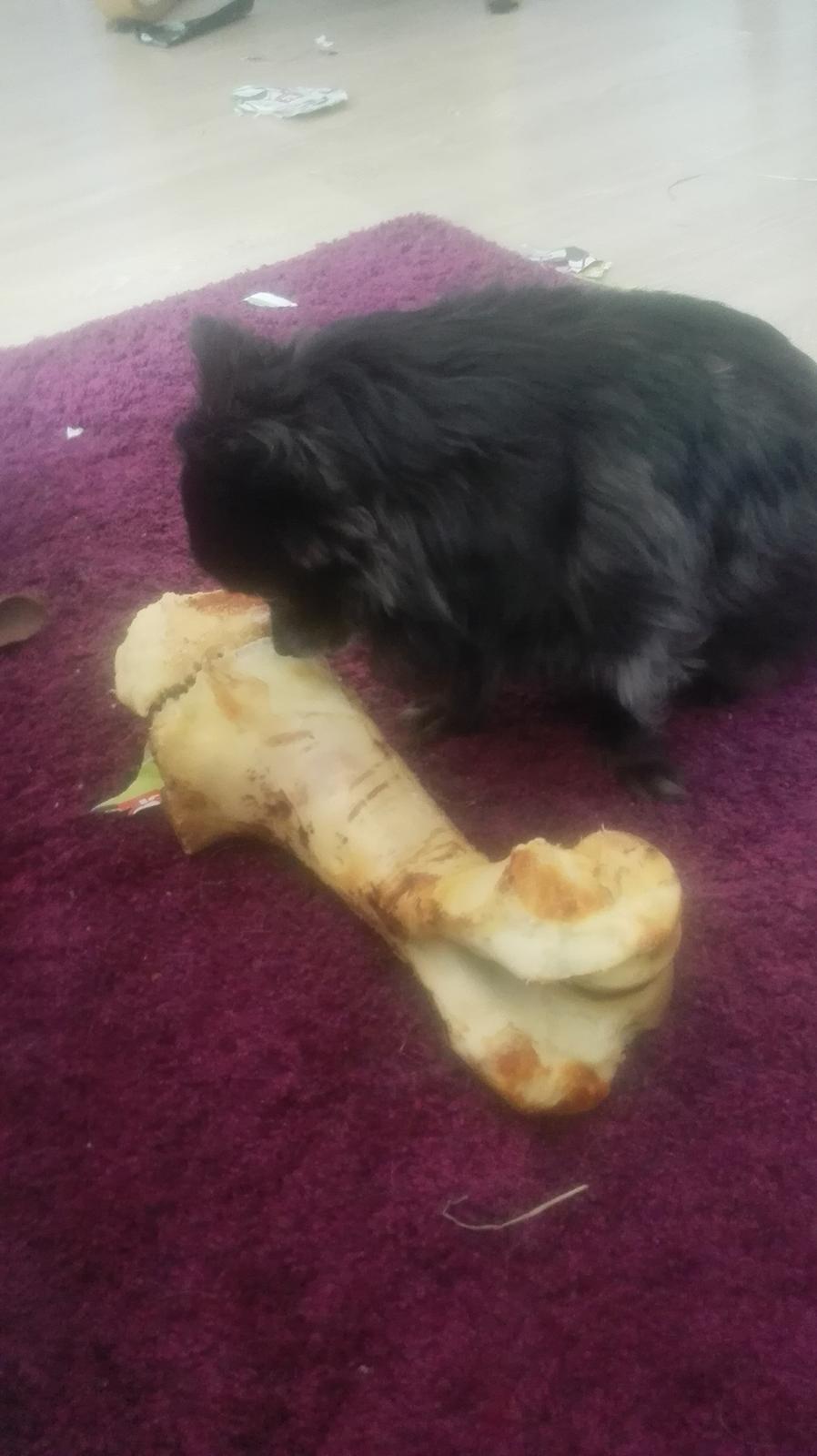 Chihuahua Gustav billede 24