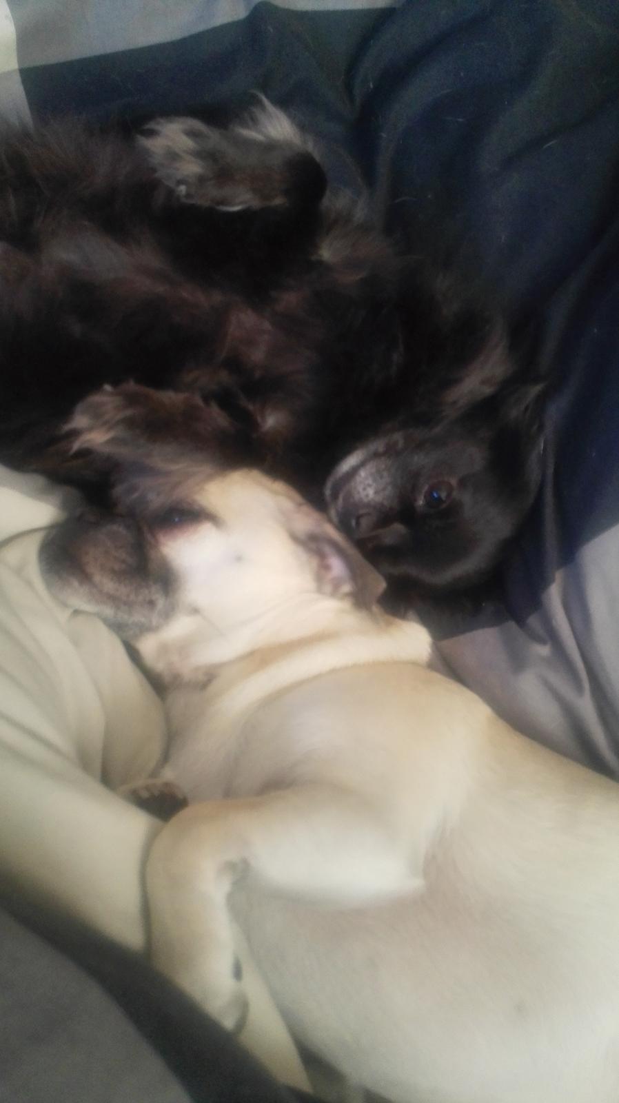 Chihuahua Gustav billede 27