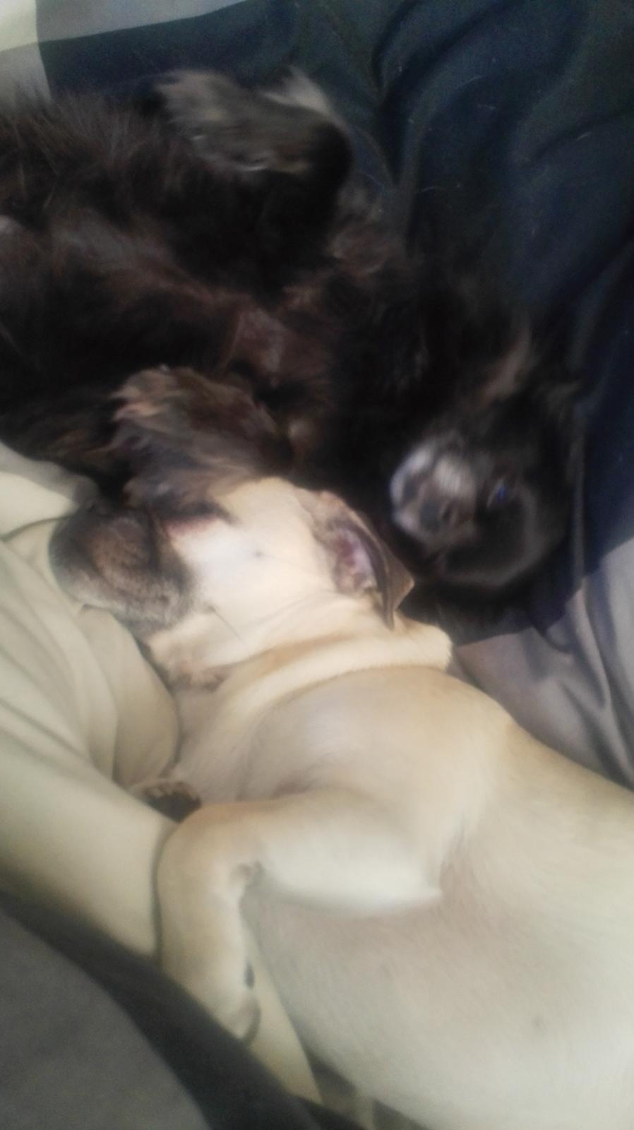 Chihuahua Gustav billede 26