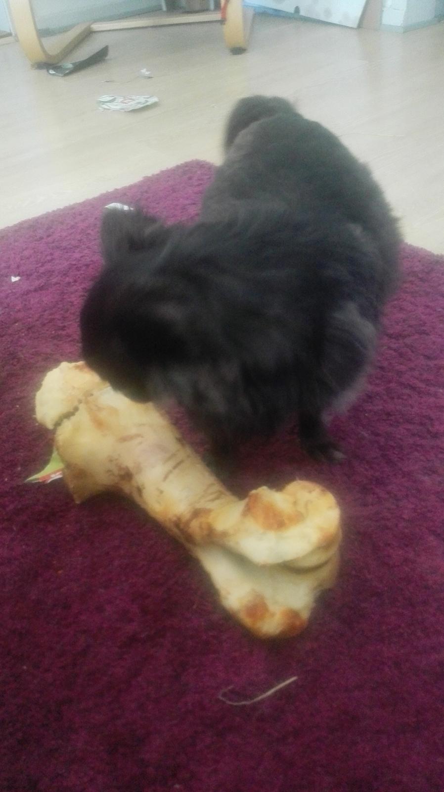 Chihuahua Gustav billede 25