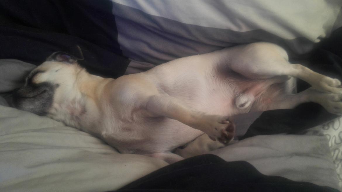 Blanding af racer Mogens billede 31