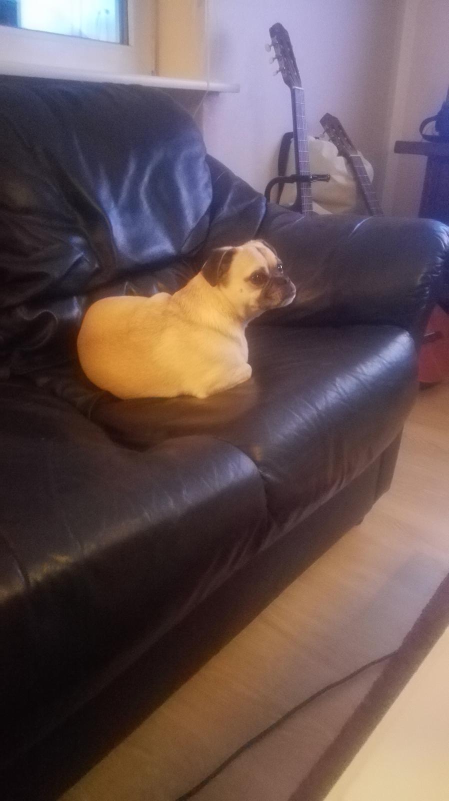 Blanding af racer Mogens billede 30