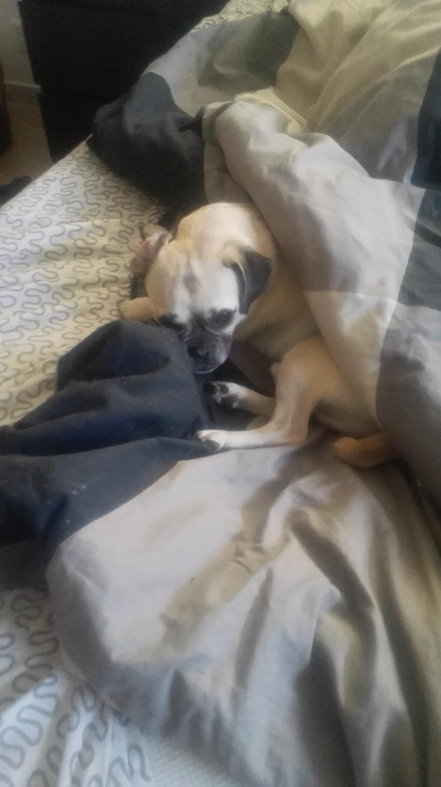 Blanding af racer Mogens billede 29