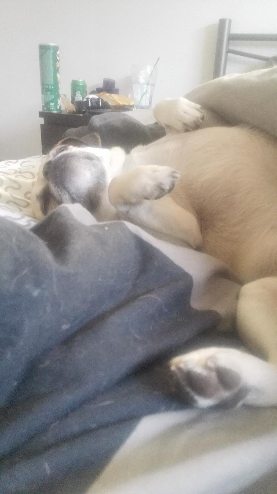 Blanding af racer Mogens billede 28