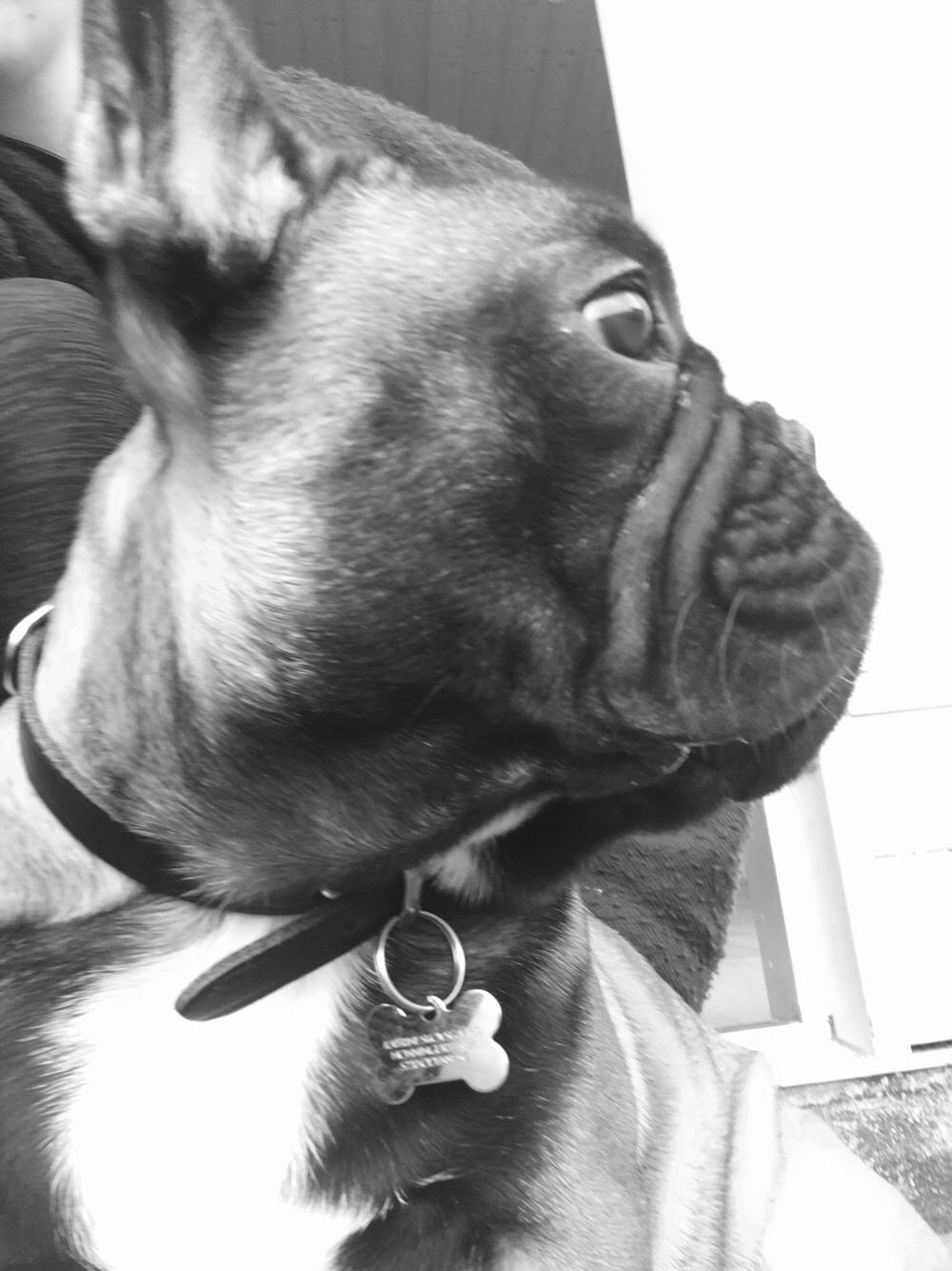 Fransk bulldog Ella billede 1