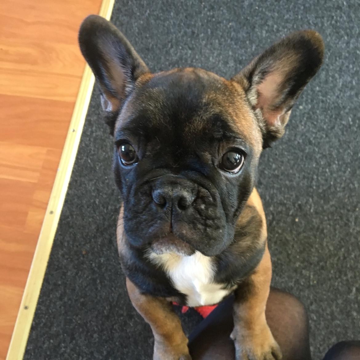 Fransk bulldog Ella billede 3