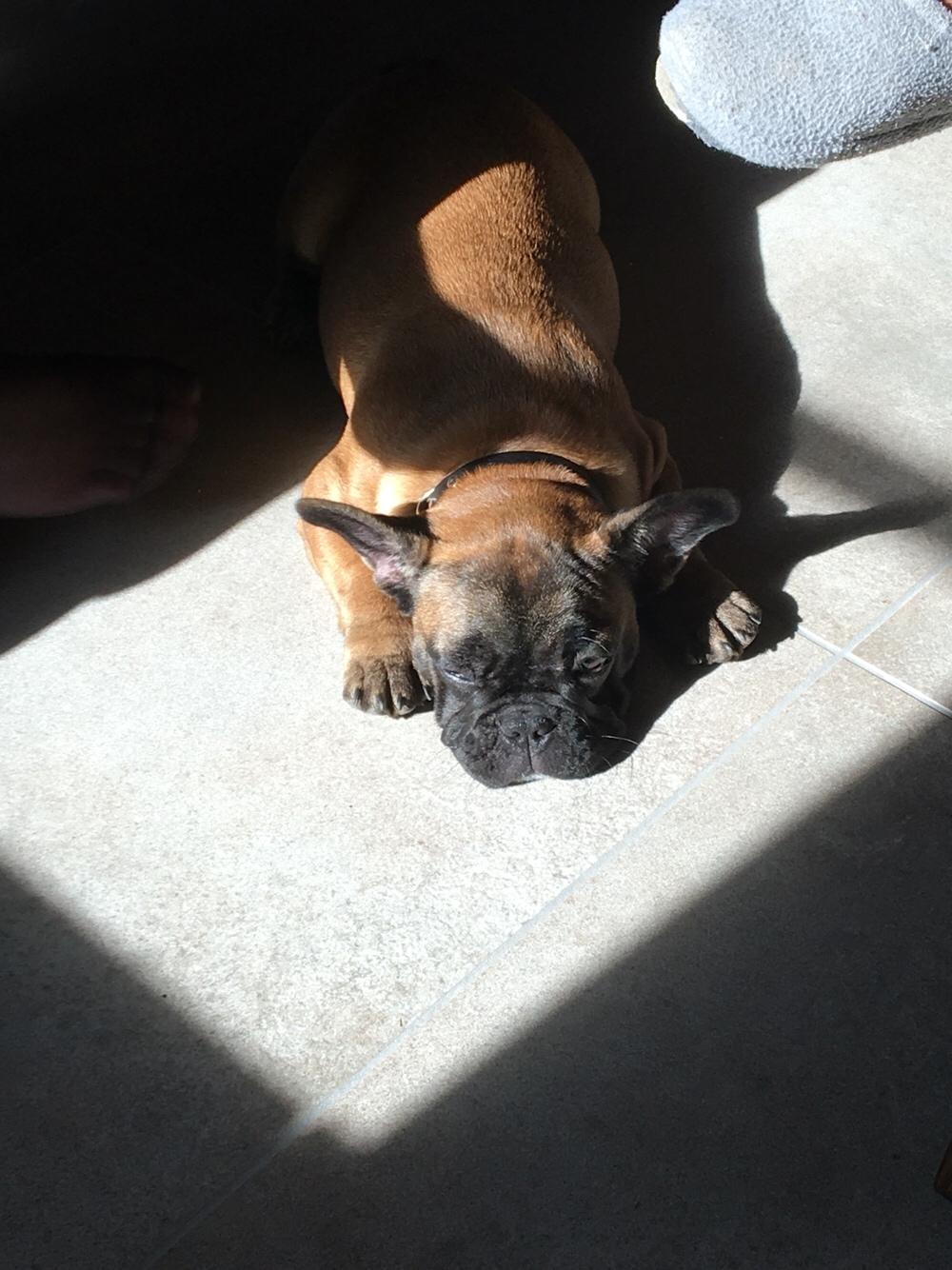 Fransk bulldog Ella billede 2