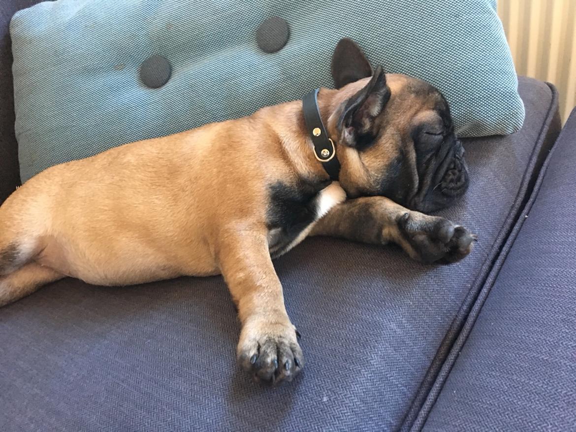 Fransk bulldog Ella billede 4