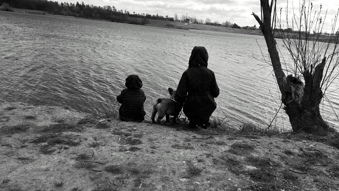 Fransk bulldog Ella billede 5