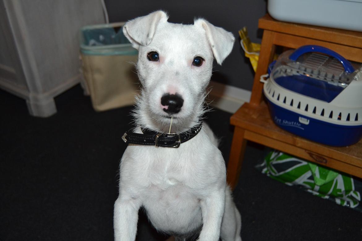 Jack russell terrier Viva billede 1
