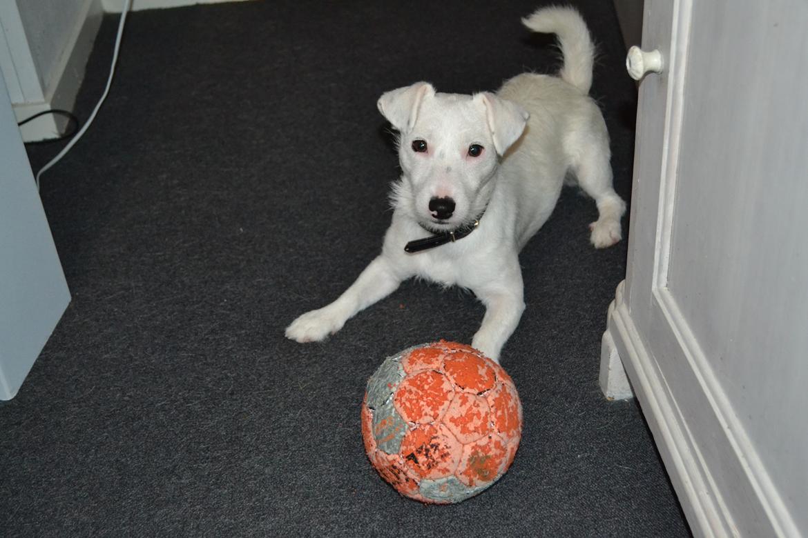 Jack russell terrier Viva billede 18