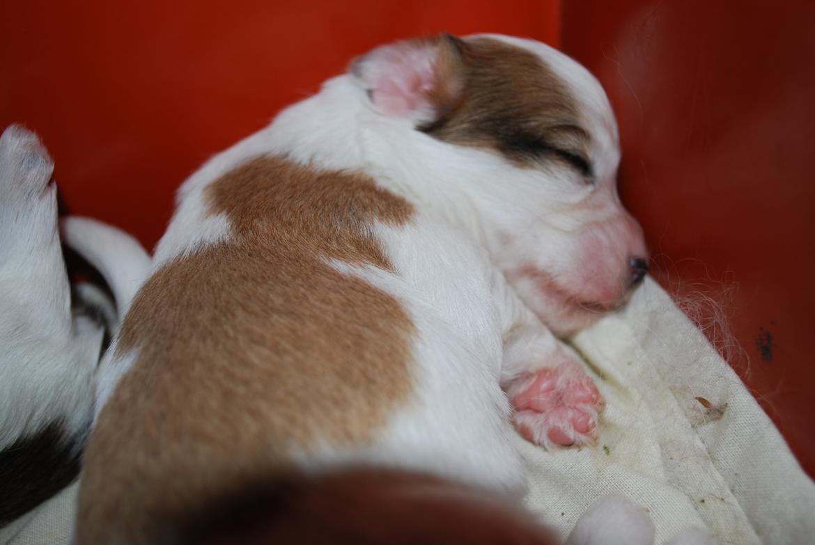 Blanding af racer Charlie billede 7