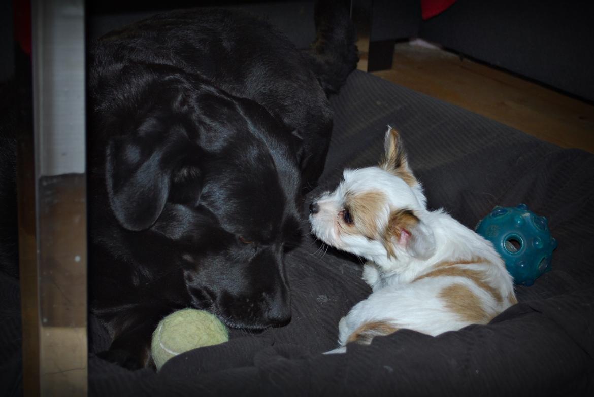 Blanding af racer Charlie - 23-04-2016 Tyson og Charlie billede 12