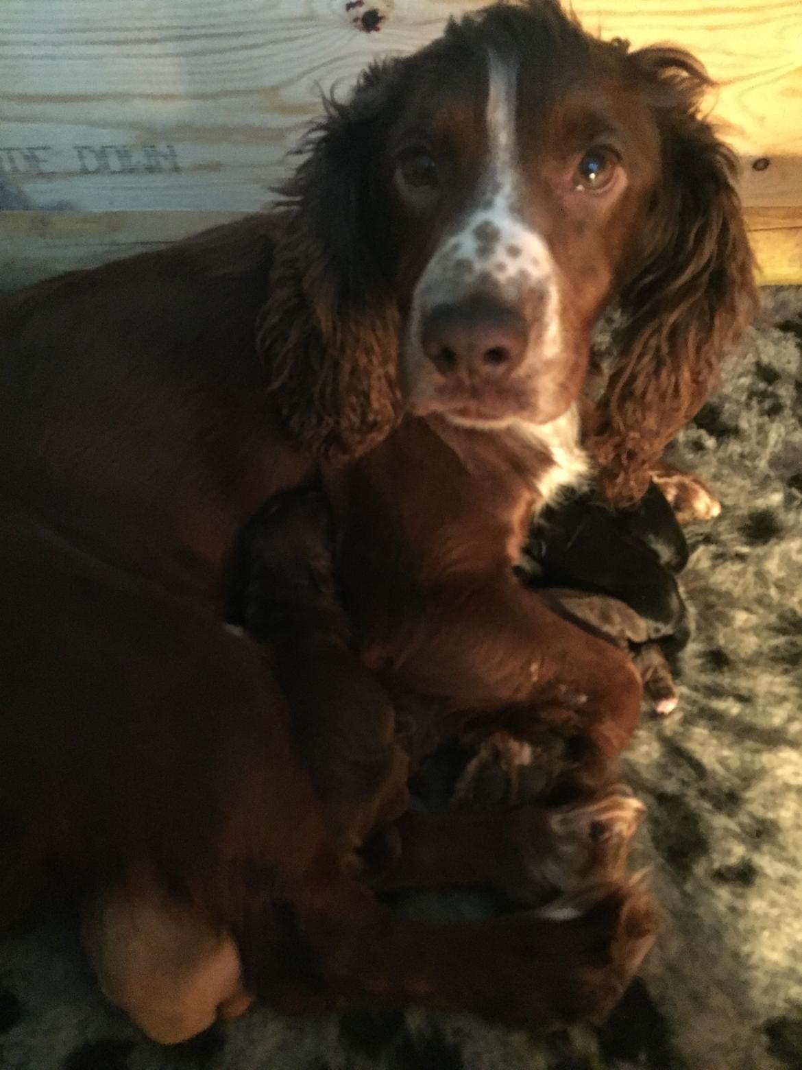 Field Trial Cockerspaniel Kennel leadways Brown suger  billede 7