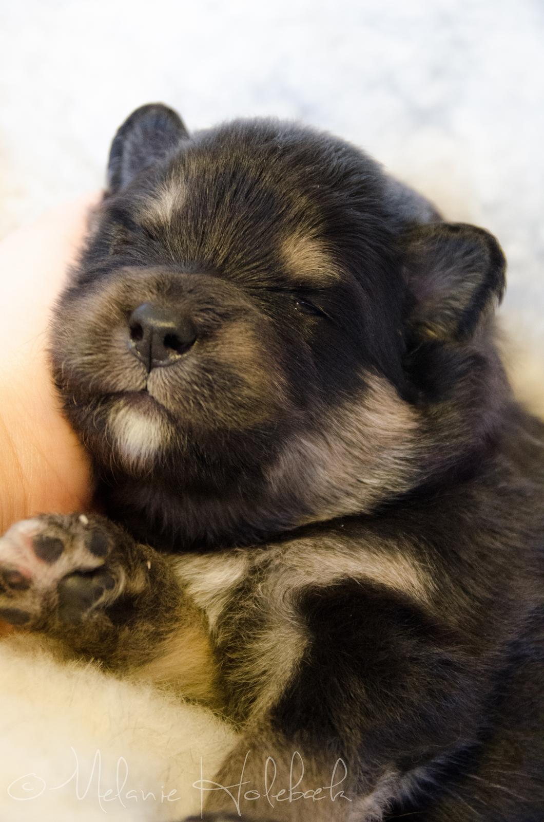 Finsk lapphund DKCH HRCH Lapinkaunis Gimme All Your Lovin' - 2 uger billede 38