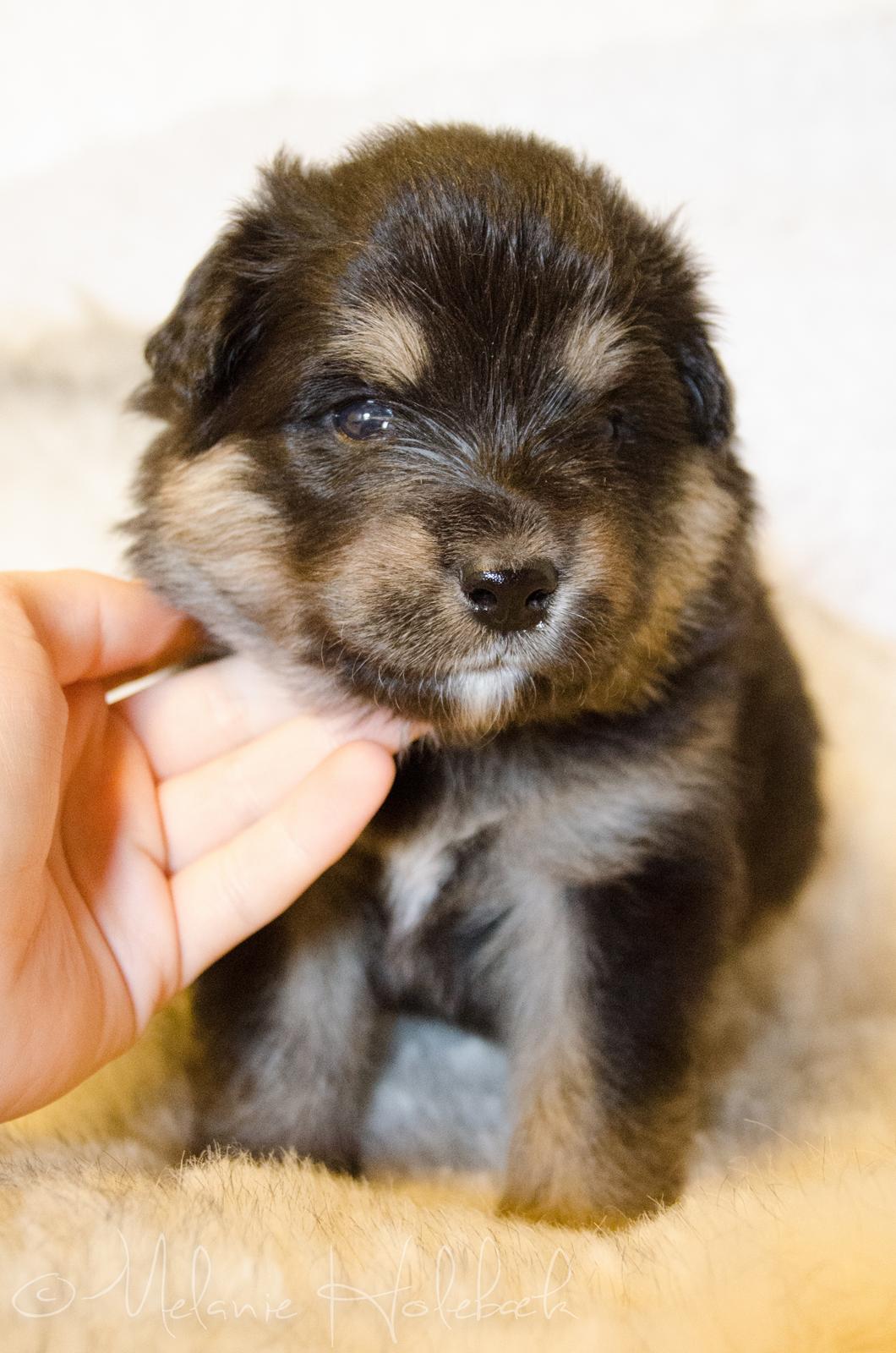 Finsk lapphund DKCH HRCH Lapinkaunis Gimme All Your Lovin' - 3 uger billede 37