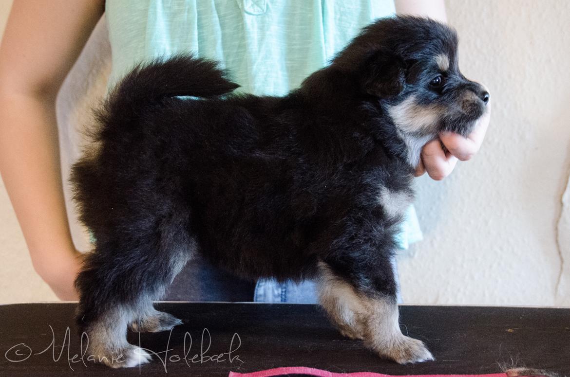 Finsk lapphund DKCH HRCH Lapinkaunis Gimme All Your Lovin' - 4 uger billede 36