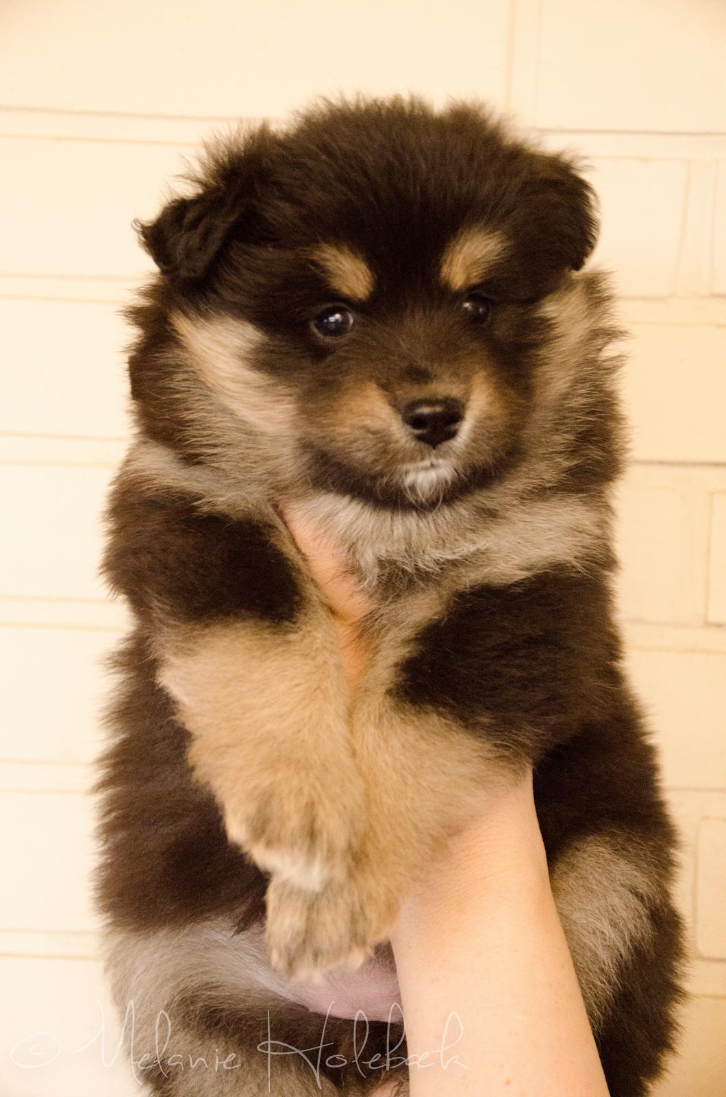 Finsk lapphund DKCH HRCH Lapinkaunis Gimme All Your Lovin' billede 35