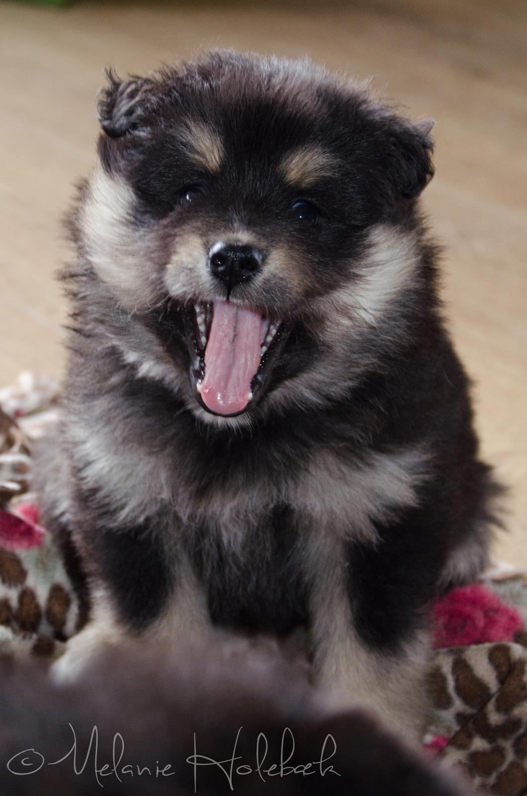 Finsk lapphund DKCH HRCH Lapinkaunis Gimme All Your Lovin' - 5 uger billede 34