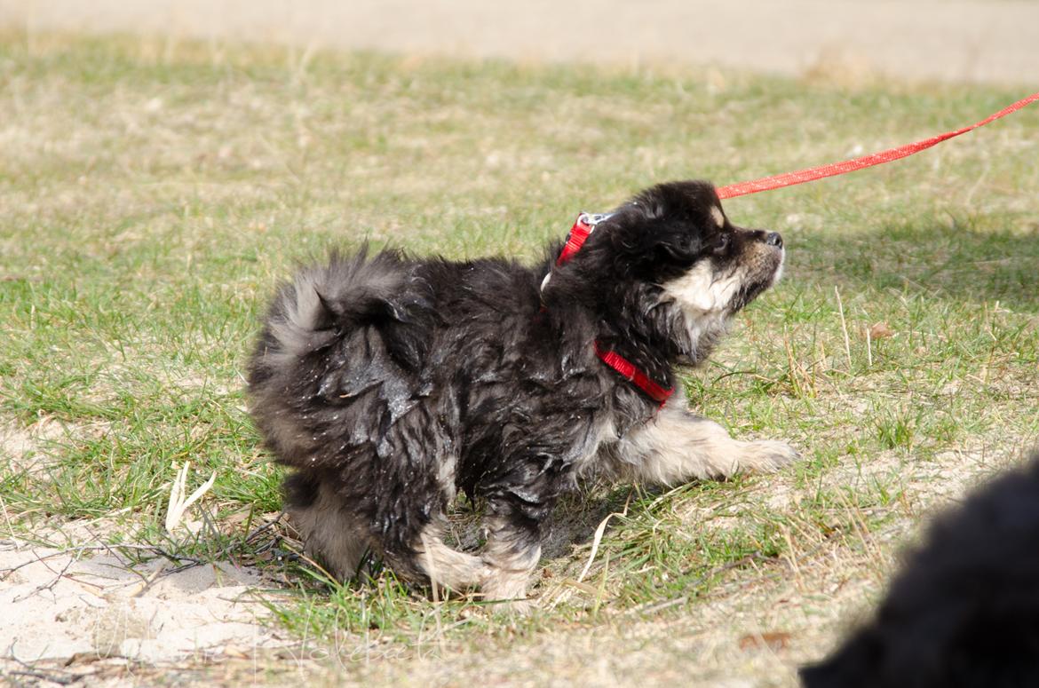 Finsk lapphund DKCH HRCH Lapinkaunis Gimme All Your Lovin' billede 33